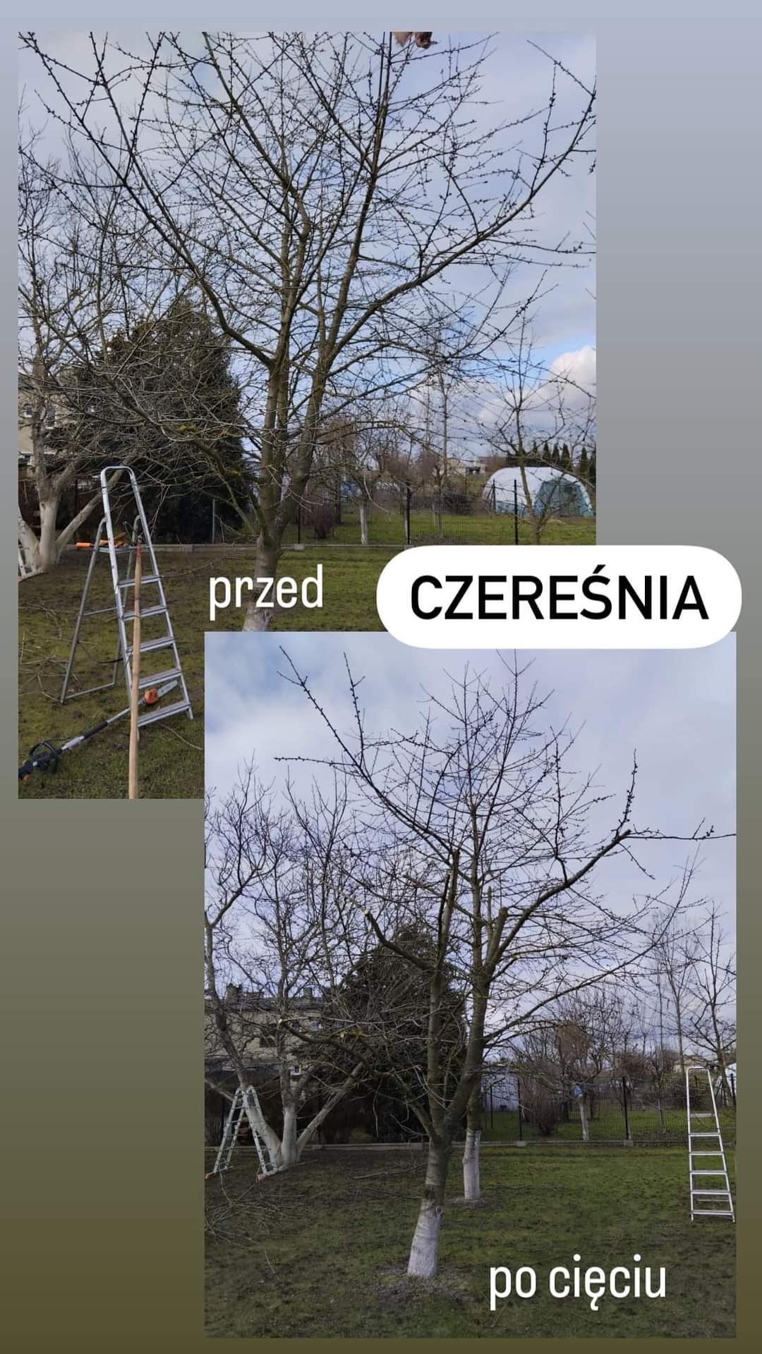 Kompozycja dwóch zdjęć przedstawiających drzewo czereśni przed i po przycięciu gałęzi. Na pierwszym zdjęciu widoczna drabina i narzędzia ogrodnicze. Pnie drzew pomalowane na biało.