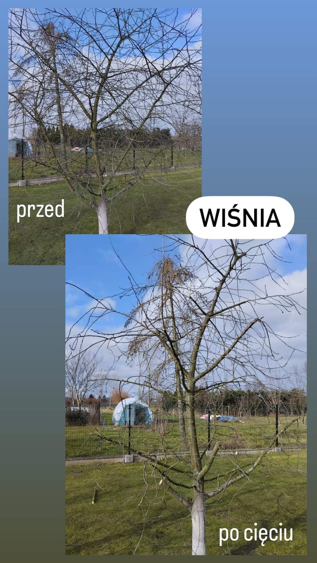 Porównanie stanu wiśni przed i po przycięciu gałęzi, widoczne zmiany w kształcie korony drzewa na tle zielonego trawnika i ogrodzenia.