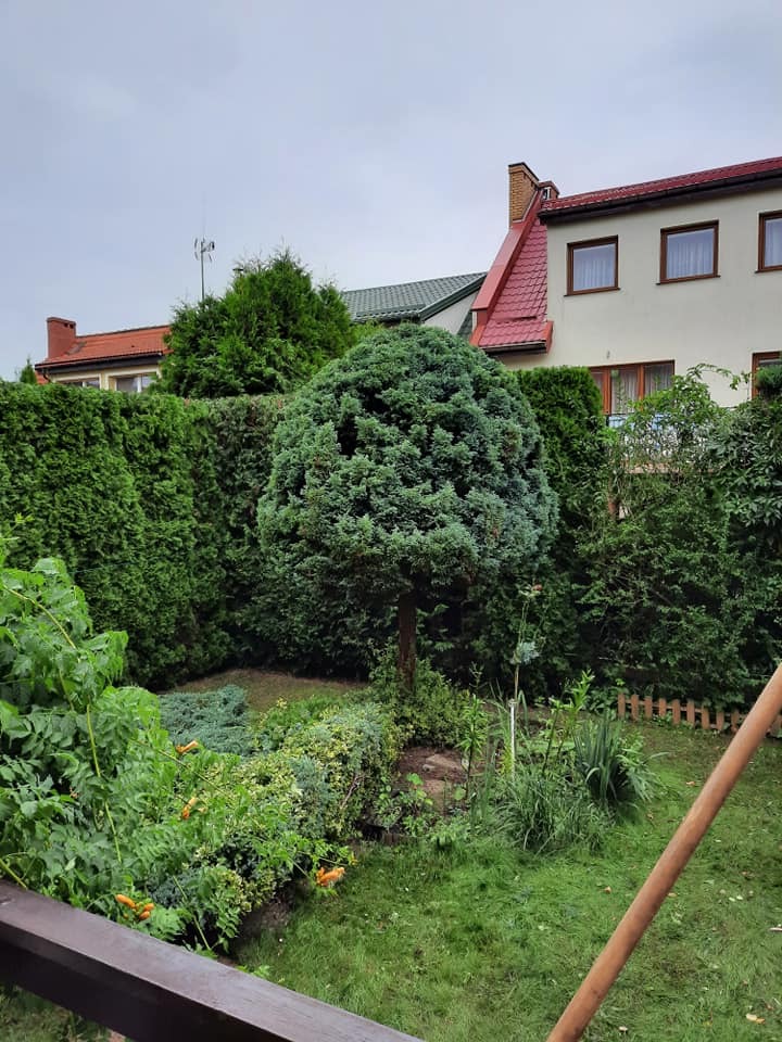 Ogród z formowanymi krzewami i drzewami, wysoki żywopłot z tui w tle, widok z balkonu na zadbany teren zielony.