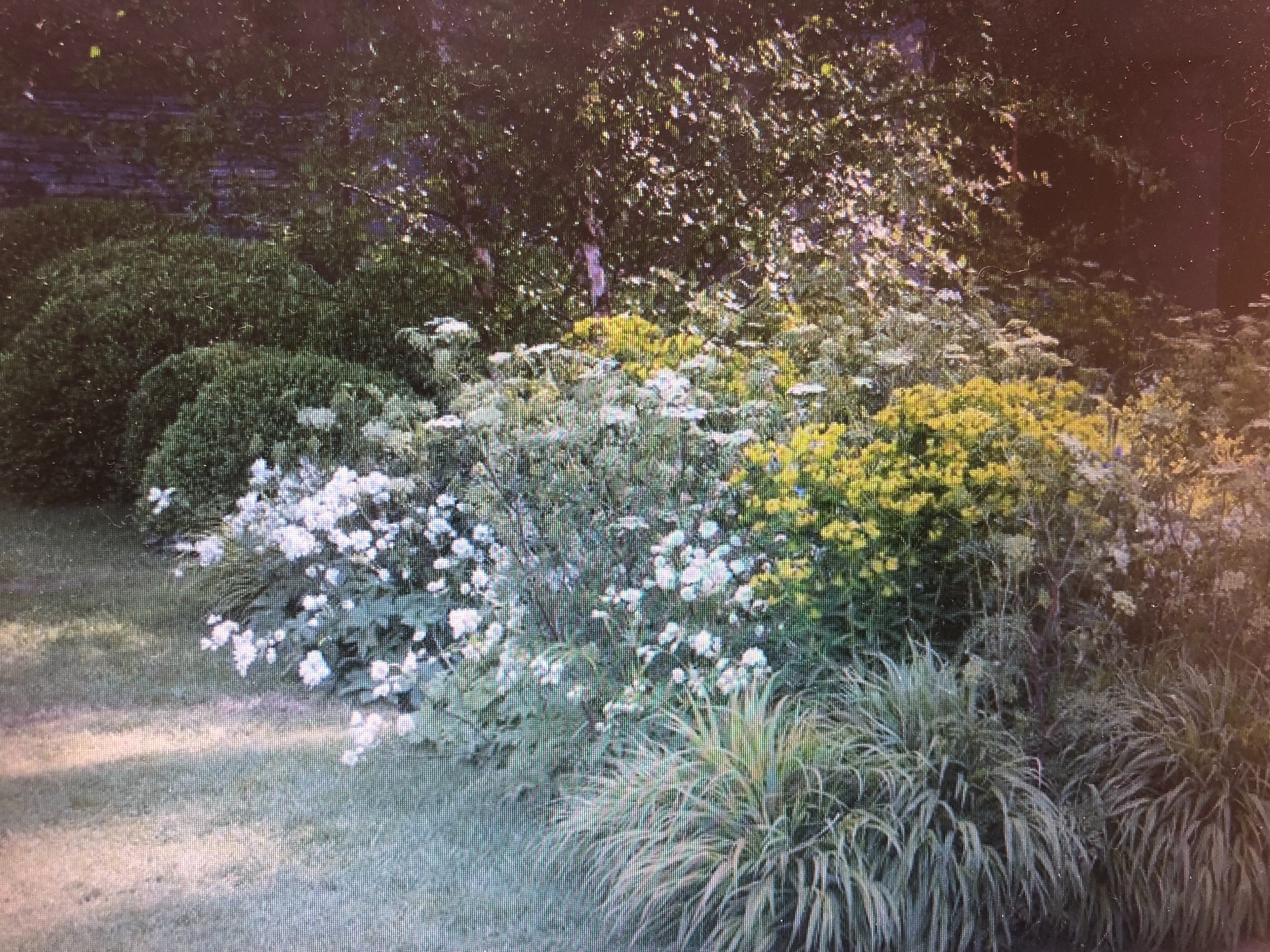 Kwitnący ogród z okrągłymi krzewami, białymi i żółtymi kwiatami oraz ozdobnymi trawami, otoczony zielonym trawnikiem.