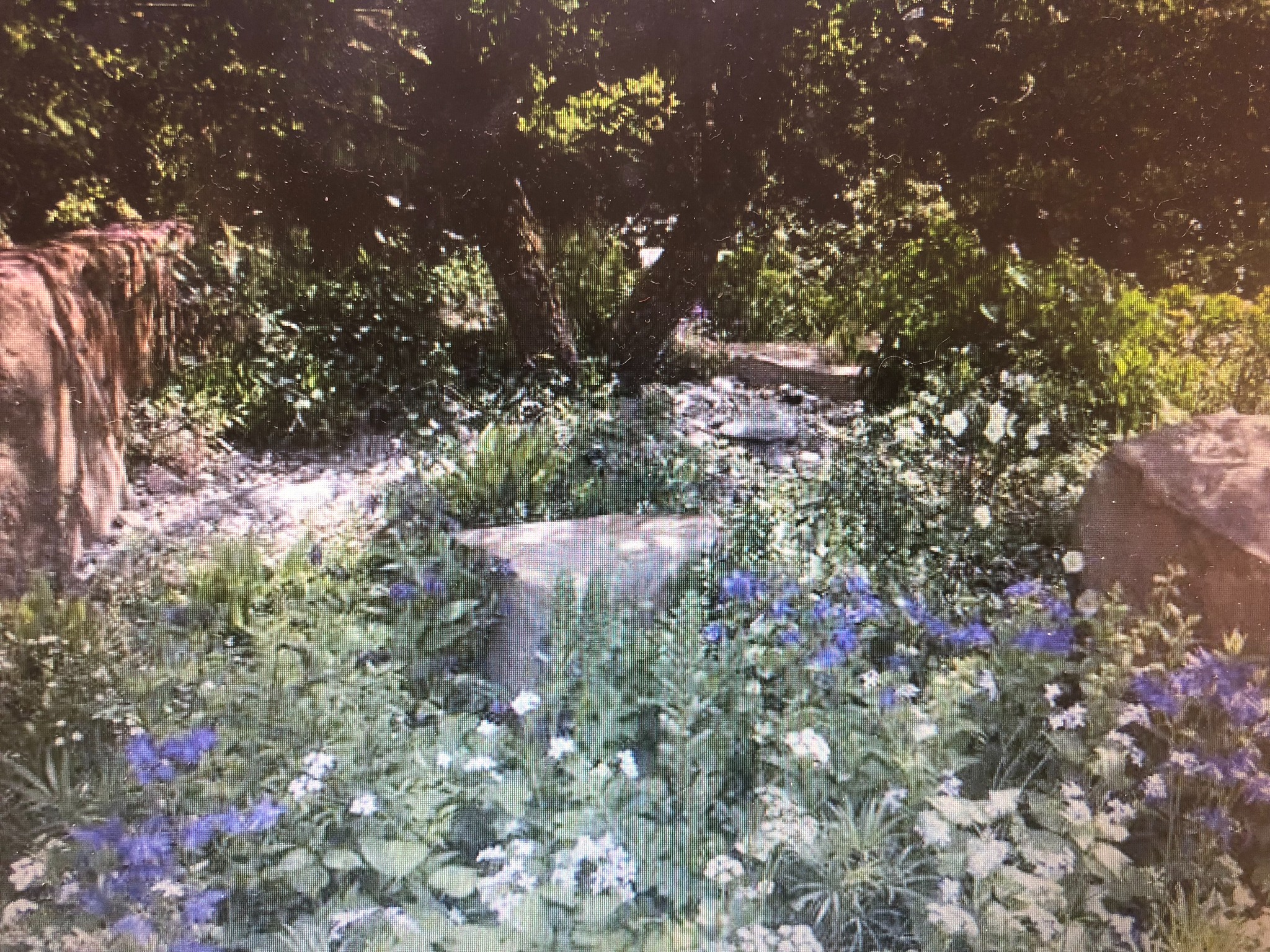 Zacieniony ogród z kamienną ścieżką, kwitnącymi niebieskimi i białymi kwiatami oraz drzewem w tle.