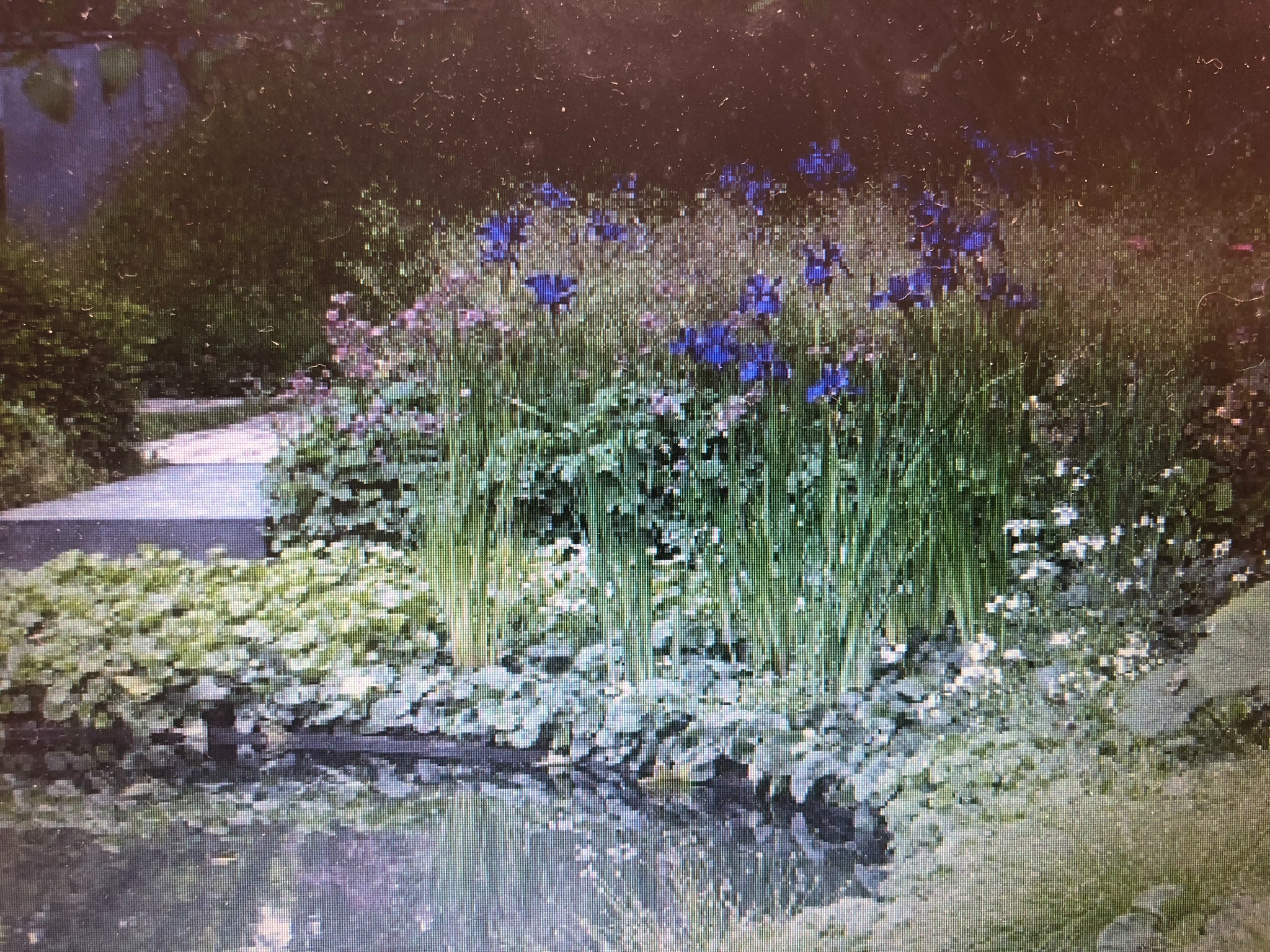 Kaskada roślinności z dominującymi niebieskimi kwiatami irysów, delikatnymi różowymi akcentami i zielonymi liśćmi, odbijająca się w spokojnej tafli wody stawu w zacisznym ogrodzie.