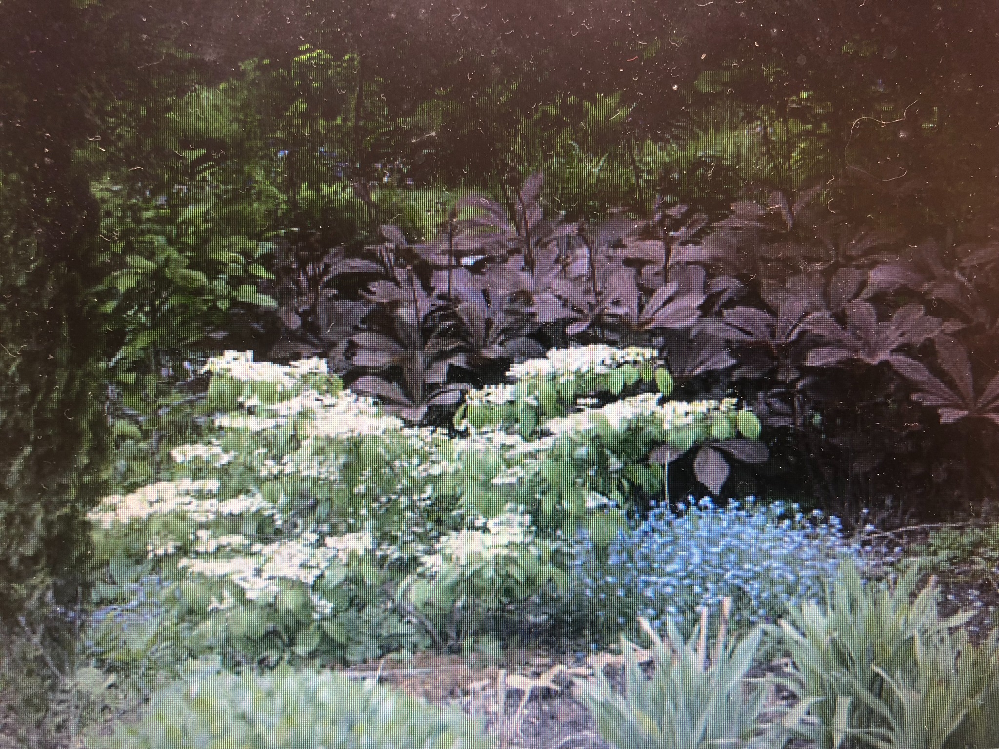 Kwitnący krzew hortensji na tle rabaty z roślinami o ciemnych liściach i niebieskimi kwiatami, widok na fragment ogrodu.