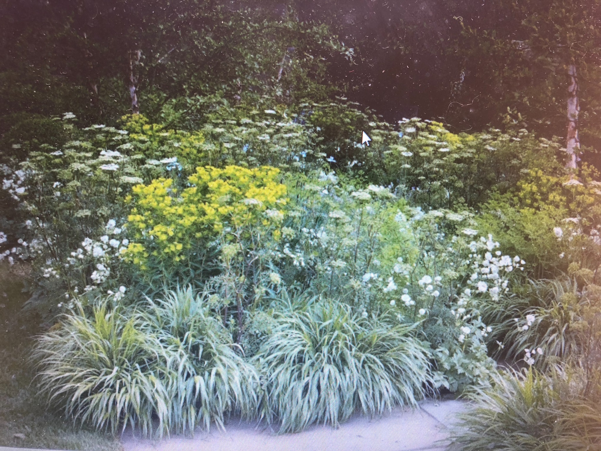 Bujny ogród z różnorodną roślinnością: trawy ozdobne, białe i żółte kwiaty, drzewa w tle, ścieżka z jasnego kruszywa na pierwszym planie.
