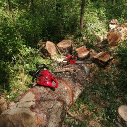 Wycinka drzew Białystok 2