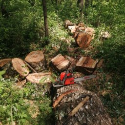 Wycinka drzew Białystok 1