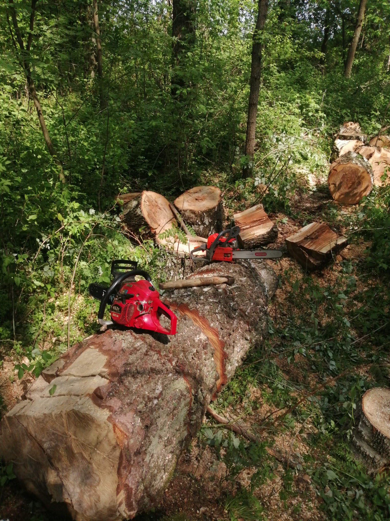 Dwie czerwone piły łańcuchowe spoczywają na kłodzie i obok niej, w tle widoczne pnie ściętych drzew i gęsty las.