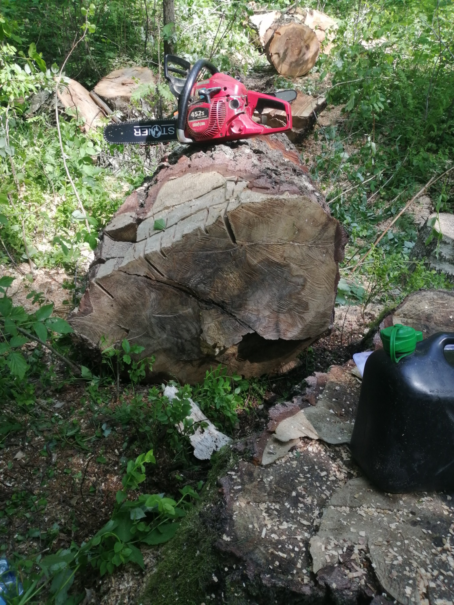 Czerwona piła łańcuchowa leży na świeżo ściętym, dużym pniu drzewa w lesie, obok widoczny kanister z paliwem i drobne wióry.