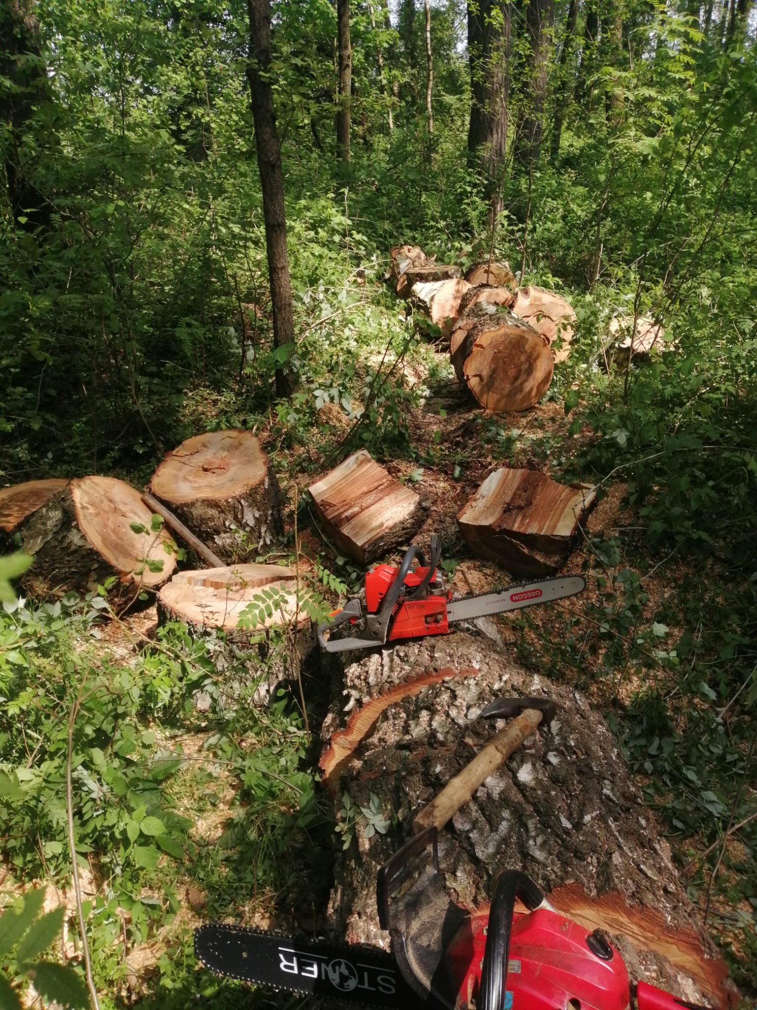 Świeżo ścięte pnie drzew leżące w lesie, obok czerwona piła łańcuchowa Oregon i toporek.