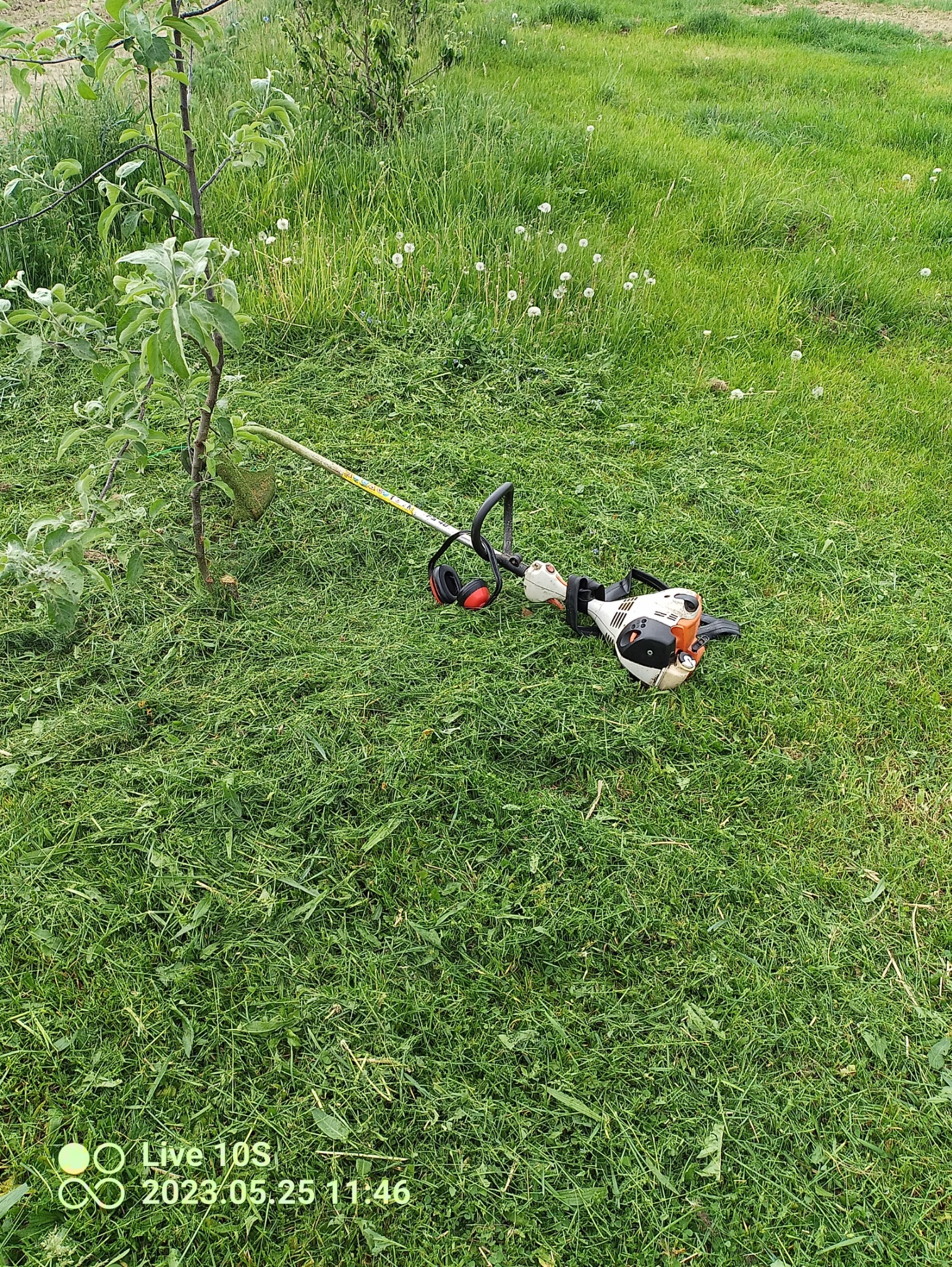 Spalinowa kosa z nausznikami leży na świeżo skoszonej trawie, obok młodego drzewka w ogrodzie.