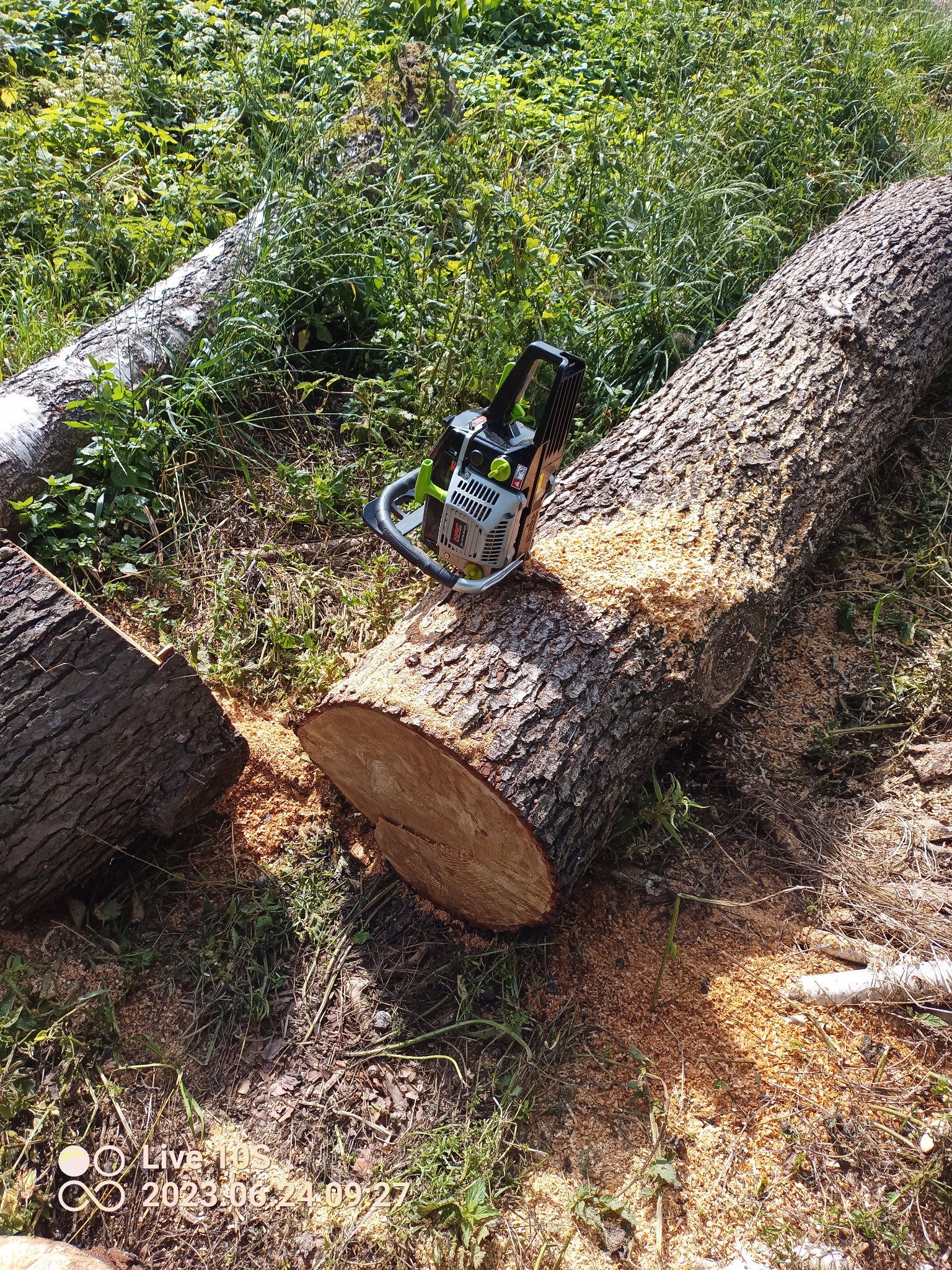 Elektryczna piła łańcuchowa spoczywająca na świeżo ściętym pniu drzewa, z widocznymi wiórami i odciętym kawałkiem pnia obok, na tle wysokiej trawy.