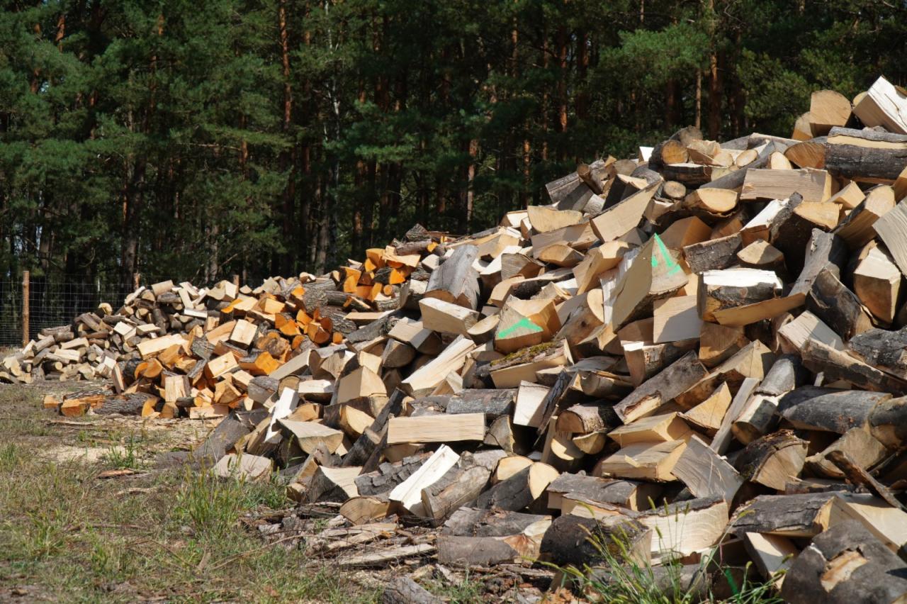 Stos pociętego drewna ułożony na ziemi, z widocznymi zielonymi oznaczeniami na niektórych kawałkach, w tle las iglasty.