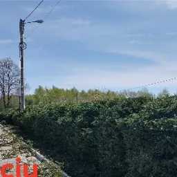 Przyciecie świerka w Nowej Dębie