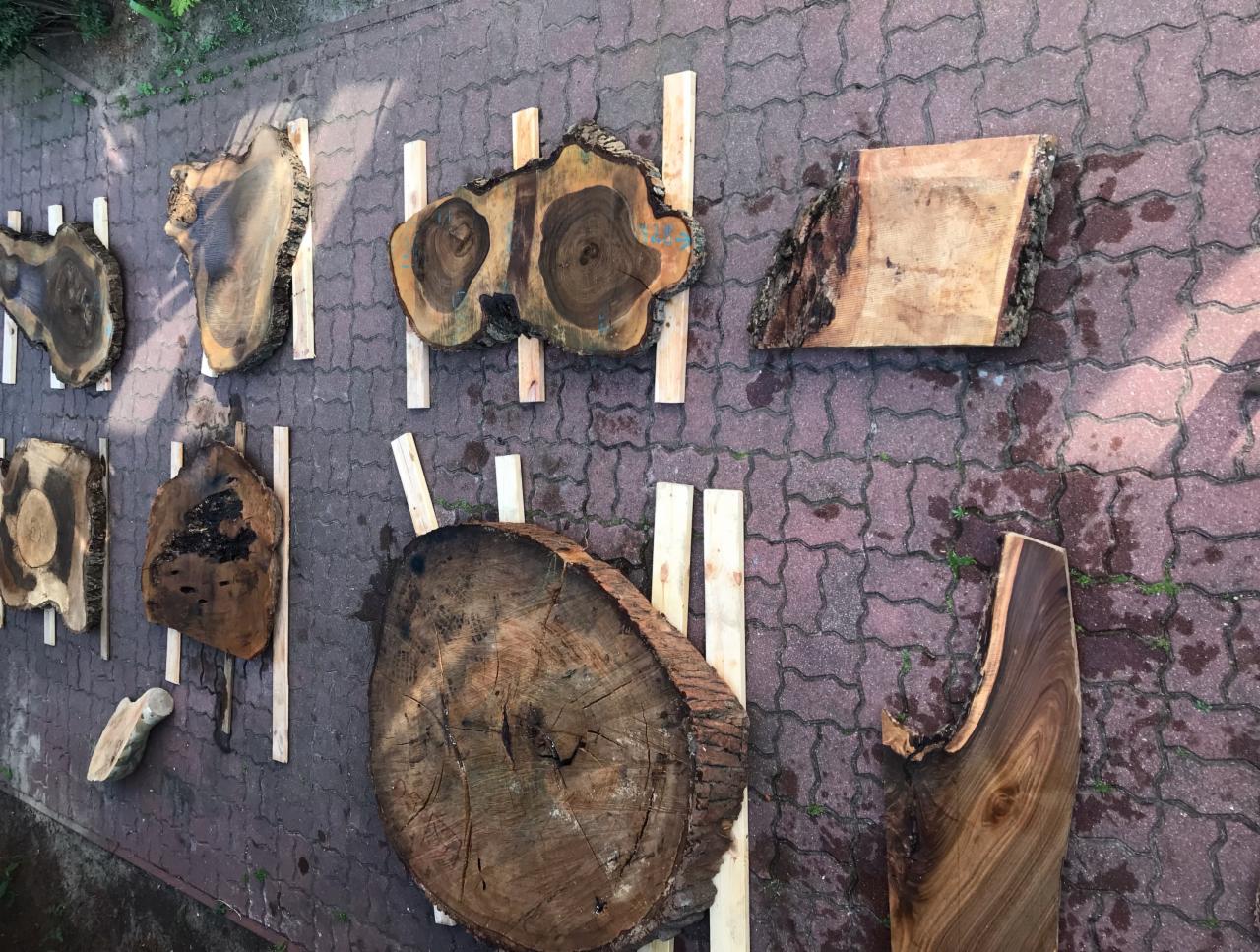 Surowe plastry drewna o różnym kształcie i usłojeniu, przygotowane na drewnianych listwach, leżące na brukowanym podłożu, czekające na dalszą obróbkę.