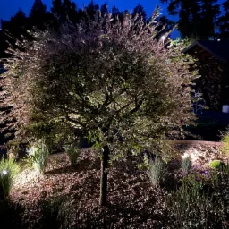 Oświetlony ozdobny krzew o pstrych liściach w ogrodzie nocą, otoczony kamieniami i trawami ozdobnymi, z lampami punktowymi skierowanymi na roślinność.