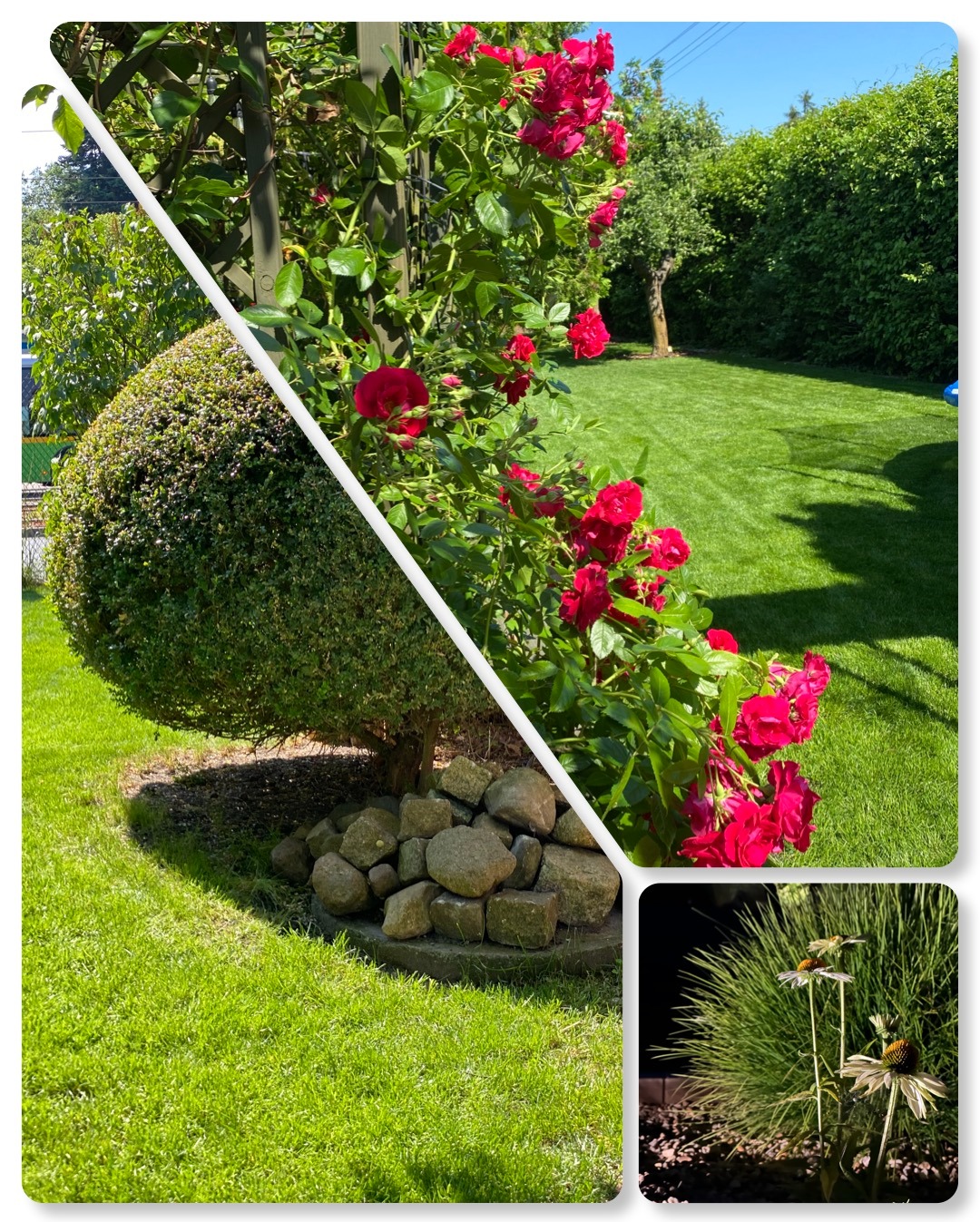 wertykulacja-pielęgnacja zieleni