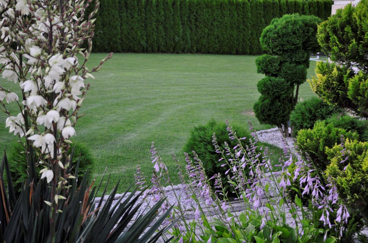 Starannie utrzymany ogród z równo przystrzyżonym trawnikiem, ozdobnymi krzewami, kwitnącymi jukami i hostami, otoczony żywopłotem z tui.