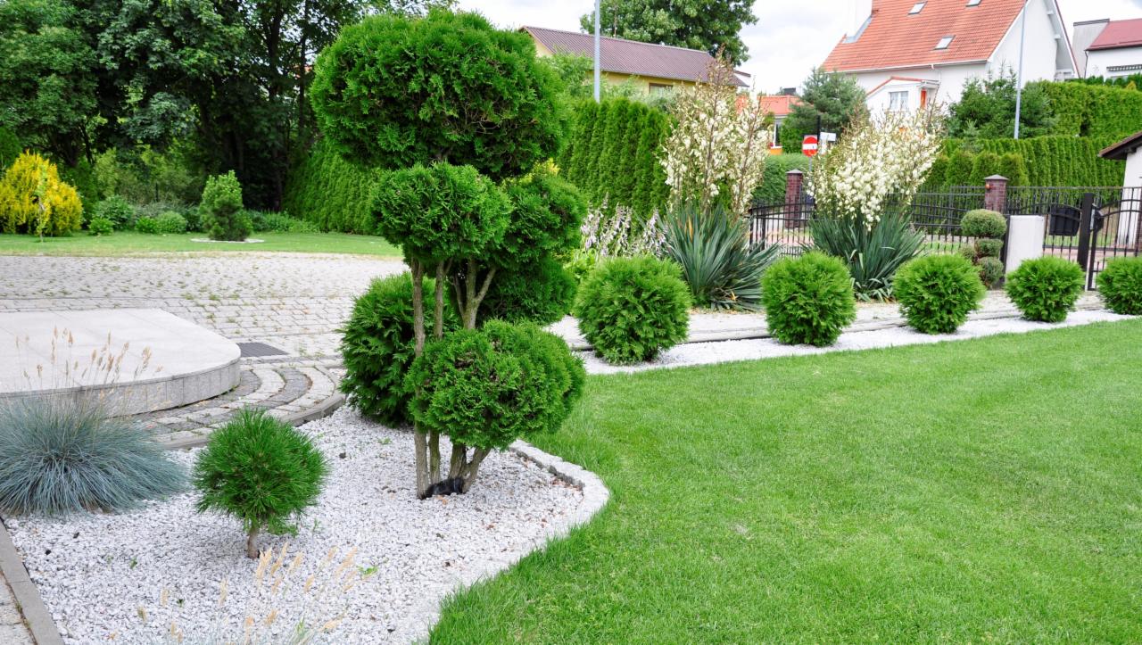 Starannie utrzymany ogród przydomowy z równo przystrzyżonym trawnikiem, ozdobnymi kulami z krzewów i drzewem formowanym w kule na pniu, wysypany białym kamieniem.