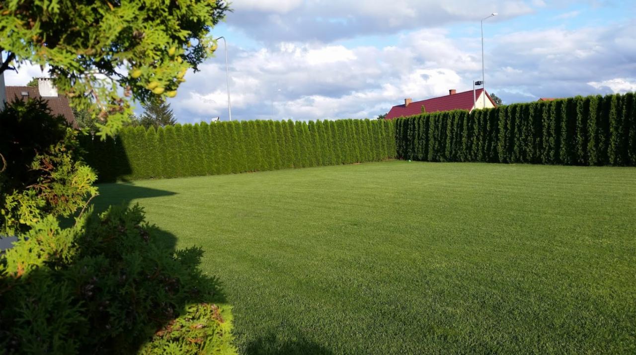 Starannie utrzymany trawnik z równo przystrzyżonym żywopłotem z tuj, widoczne budynki w tle, słoneczny dzień.