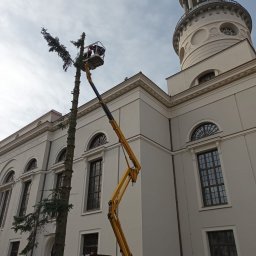 Wycinka drzew z podnośnika koszowego 