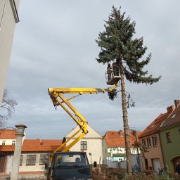 Wycinka drzew z podnośnika koszowego 