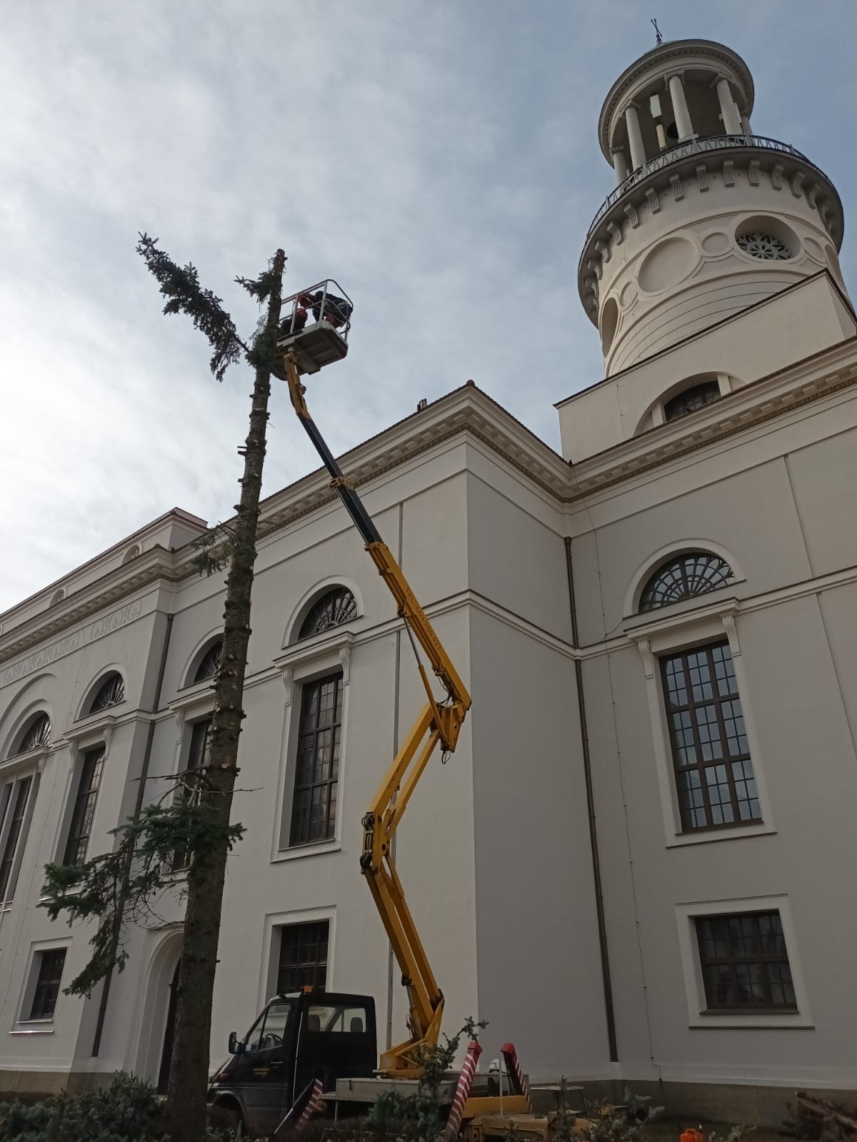 Żółty podnośnik koszowy przy wysokiej sośnie, pracownicy w koszu na tle jasnego budynku z wieżą. Ślady po cięciu gałęzi na pniu.