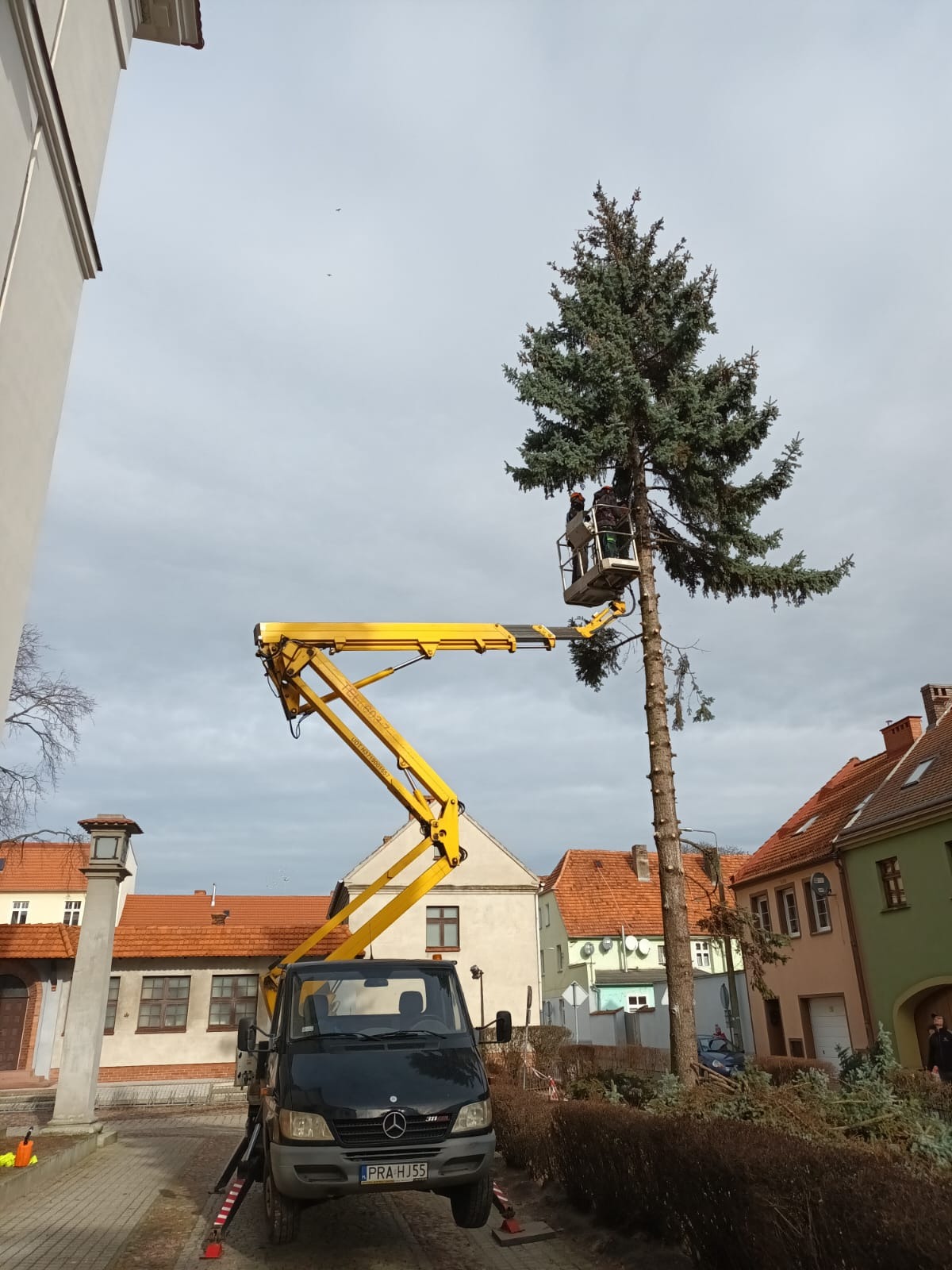 Wycinka drzew z podnośnika koszowego