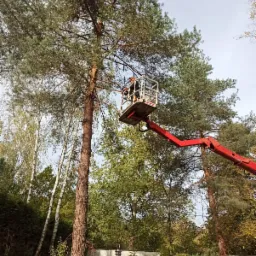 Pracownik w pomarańczowym kasku na podnośniku koszowym przycina gałęzie wysokiej sosny, w tle widoczne brzozy i inne drzewa liściaste, po prawej stronie stos gałęzi.