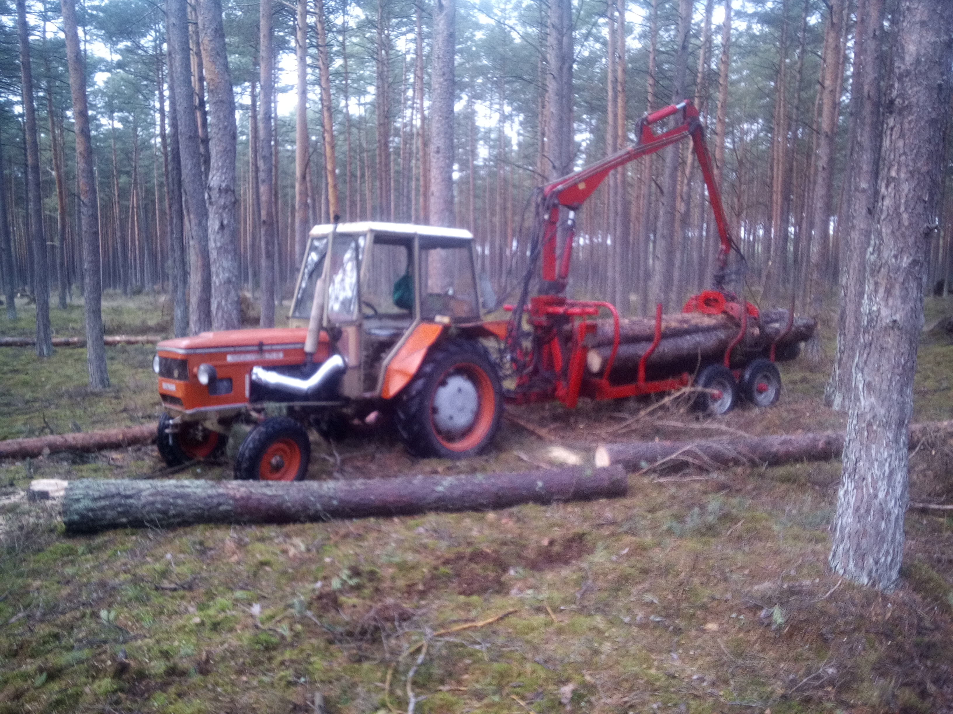 Pomarańczowy traktor z czerwonym żurawiem hydraulicznym i przyczepą załadowaną ściętymi pniami drzew w lesie sosnowym, pnie leżą również na ziemi.