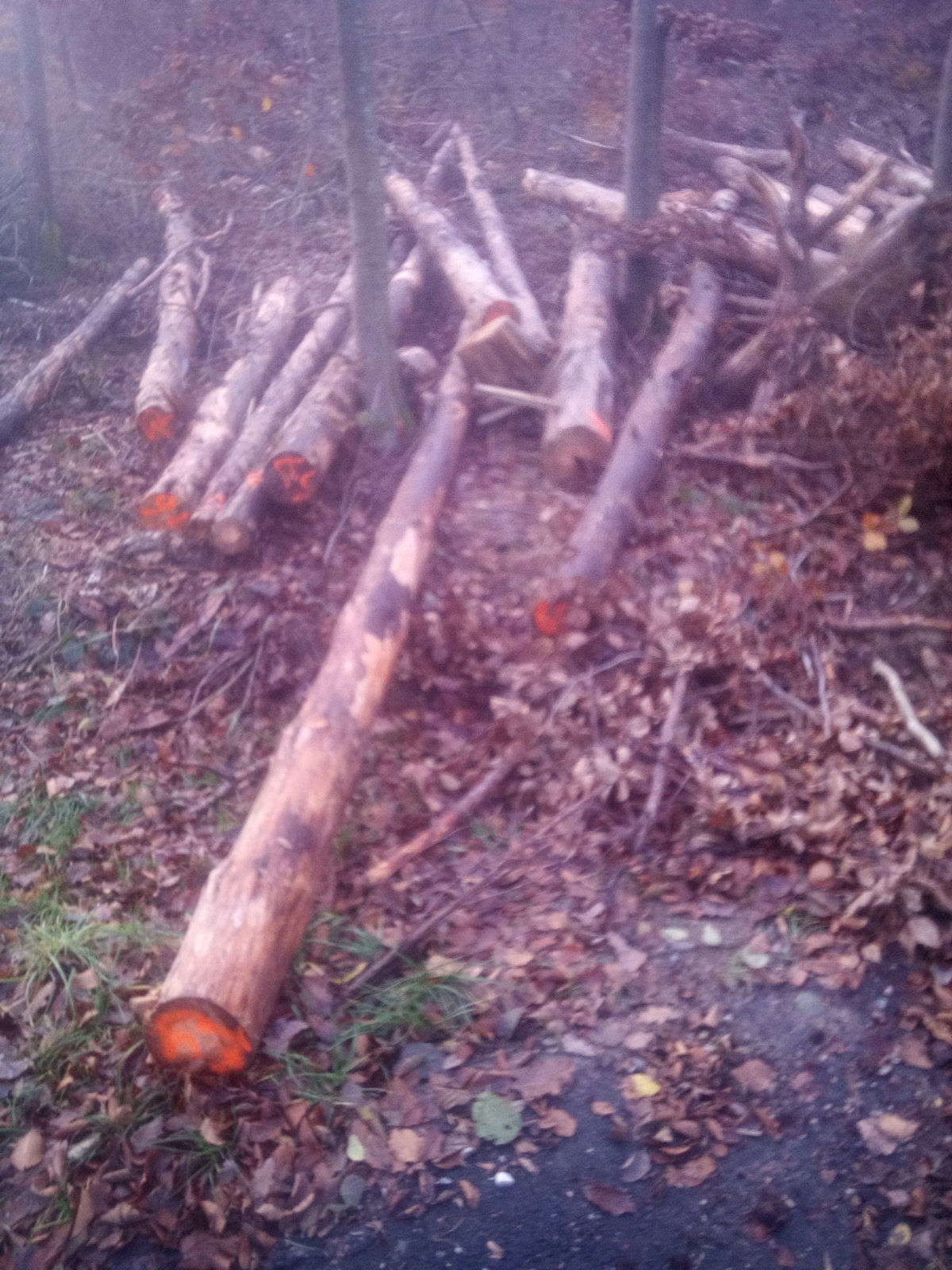 Stosy ściętych pni drzew oznaczonych pomarańczową farbą na tle leśnego poszycia z liści i gałęzi
