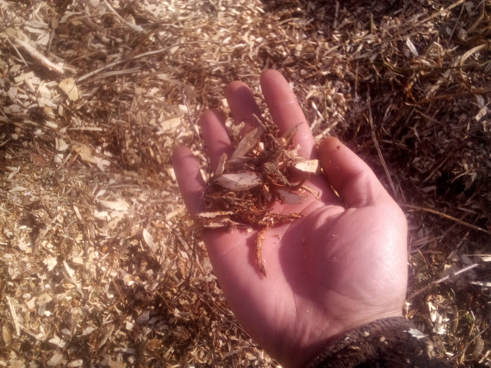 Otwarta dłoń trzymająca świeże zrębki drzewne na tle rozrzuconych zrębków, widoczne ślady niedawnej wycinki drzew.