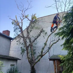 Arborysta w uprzęży, z piłą łańcuchową, przycina gałęzie wysokiego drzewa, częściowo ogołoconego z liści, na tle jasnego budynku.