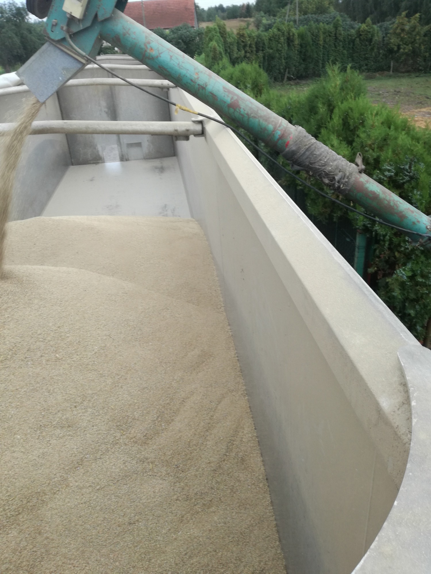 Rozładunek zboża do naczepy ciężarówki za pomocą przenośnika ślimakowego, widok z wnętrza naczepy.