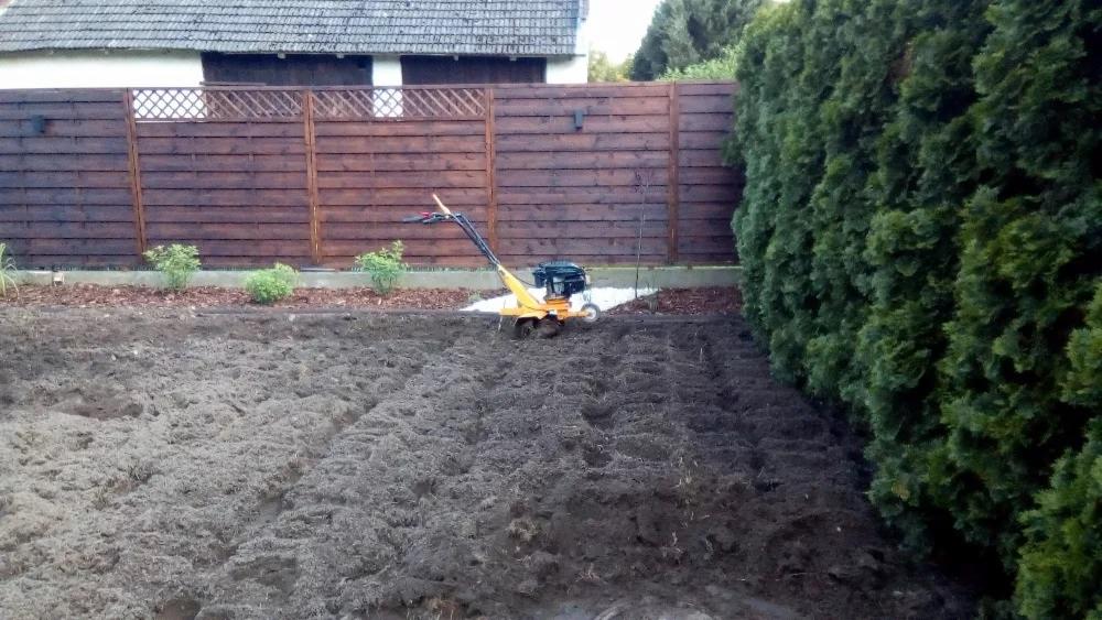 Żółty glebogryzarek spalinowy na przygotowanym do siewu, spulchnionym gruncie w ogrodzie, z drewnianym płotem i żywopłotem w tle.