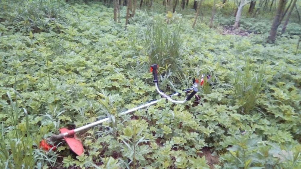 Spalinowa kosa z czerwoną osłoną tarczy leży w wysokiej trawie i zielonych chwastach, widok z bliska na tle drzew.