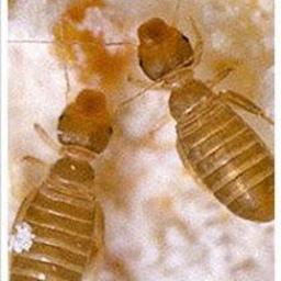 Dezynsekcja i deratyzacja Lublin 1