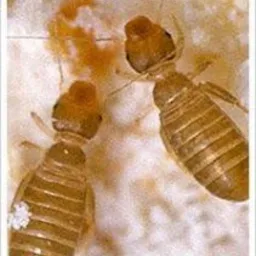 Dwa owady, prawdopodobnie termity, sfotografowane z bliska na jasnym tle z plamami.