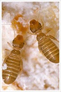 Dwa owady, prawdopodobnie termity, sfotografowane z bliska na jasnym tle z plamami.