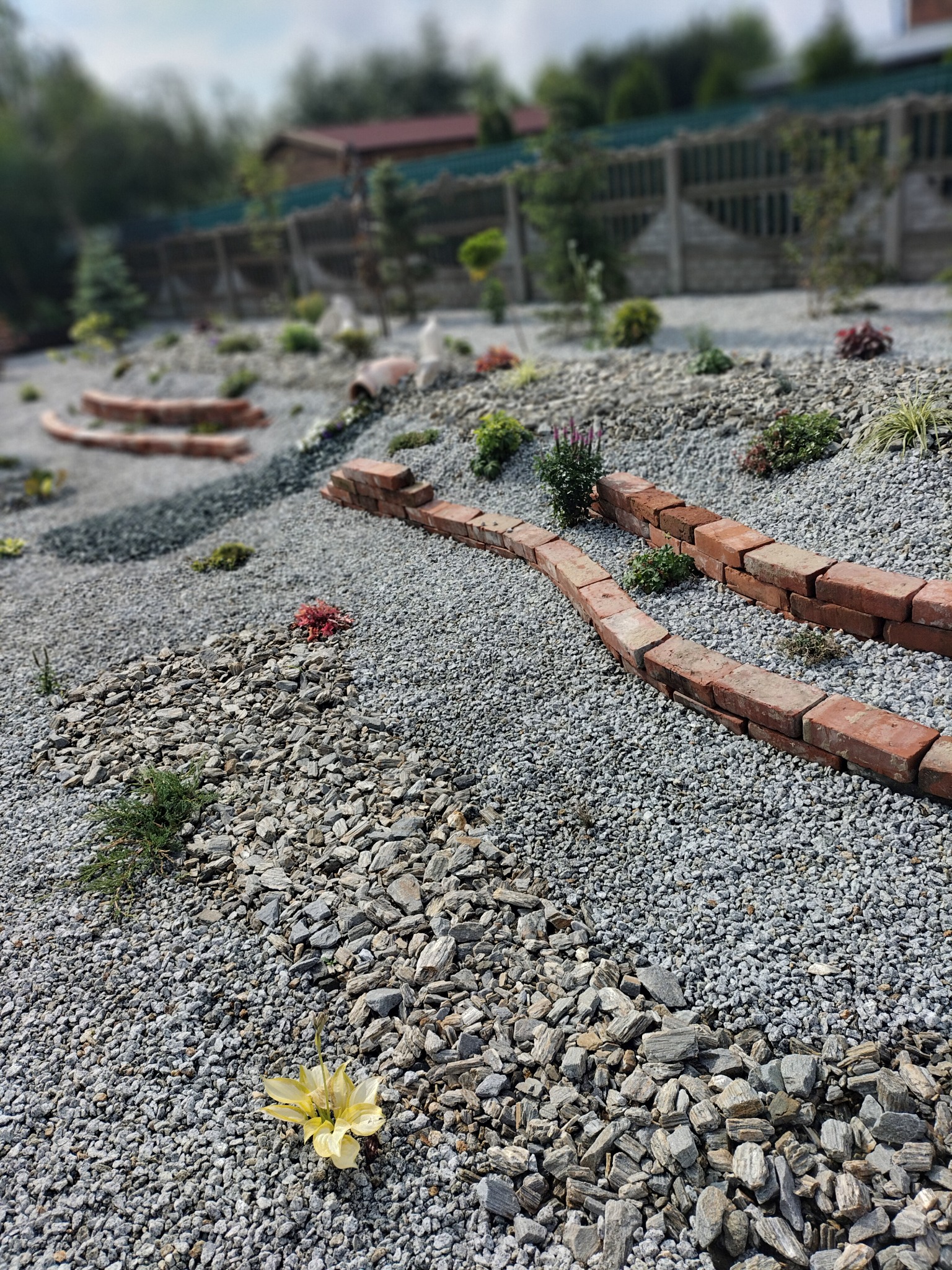 Żwirowa ścieżka w ogrodzie z niskimi murkami z czerwonej cegły, rabatami kwiatowymi i pojedynczym żółtym kwiatem na pierwszym planie.