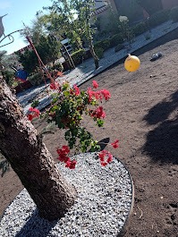 Aranżacja ogrodu: drzewo z obsypanym kamieniem pniem, kwitnąca roślina i żółta kula na tle świeżo założonego trawnika i zadbanego ogrodu. Widok z góry.