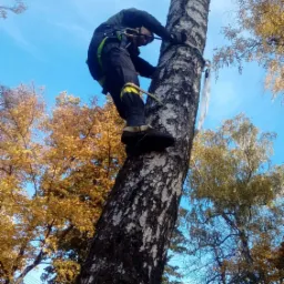 Arborysta w uprzęży, wspinający się po pniu brzozy, widok z dołu na tle błękitnego nieba i jesiennych drzew z żółtymi liśćmi.