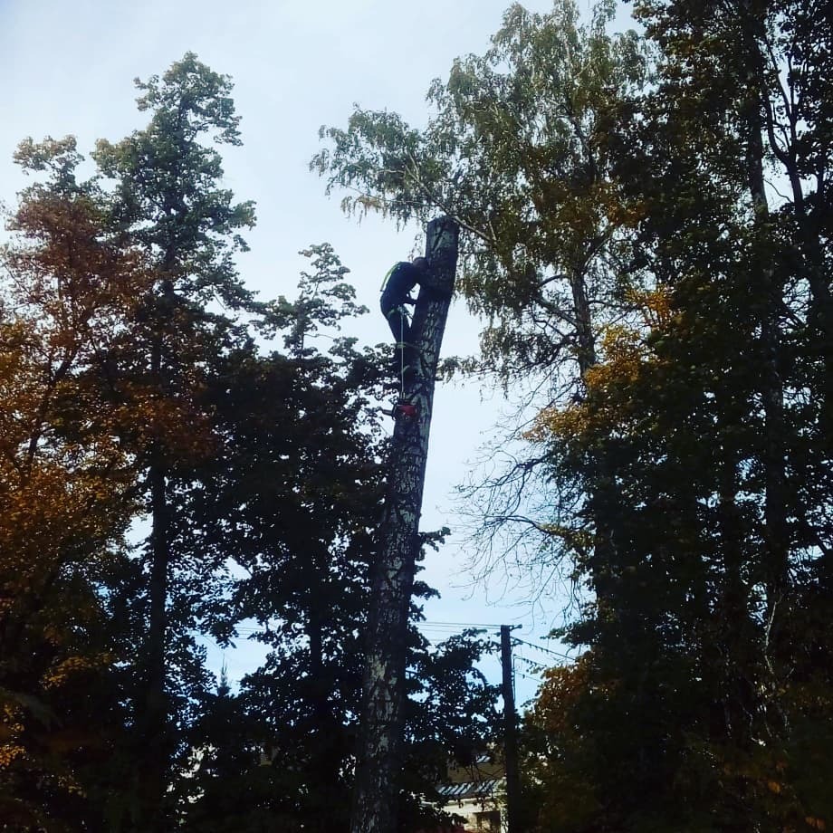 Arborysta w uprzęży, w trakcie pracy na wysokości, przy pniu obciętego drzewa, otoczony przez inne drzewa z zielonymi i żółknącymi liśćmi, widok z dołu.
