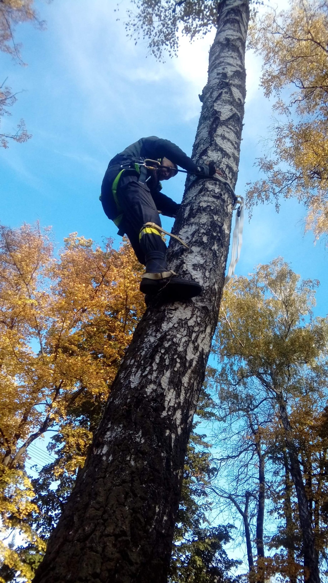 Arborysta w uprzęży, wspinający się po pniu brzozy, widok z dołu na tle błękitnego nieba i jesiennych drzew z żółtymi liśćmi.
