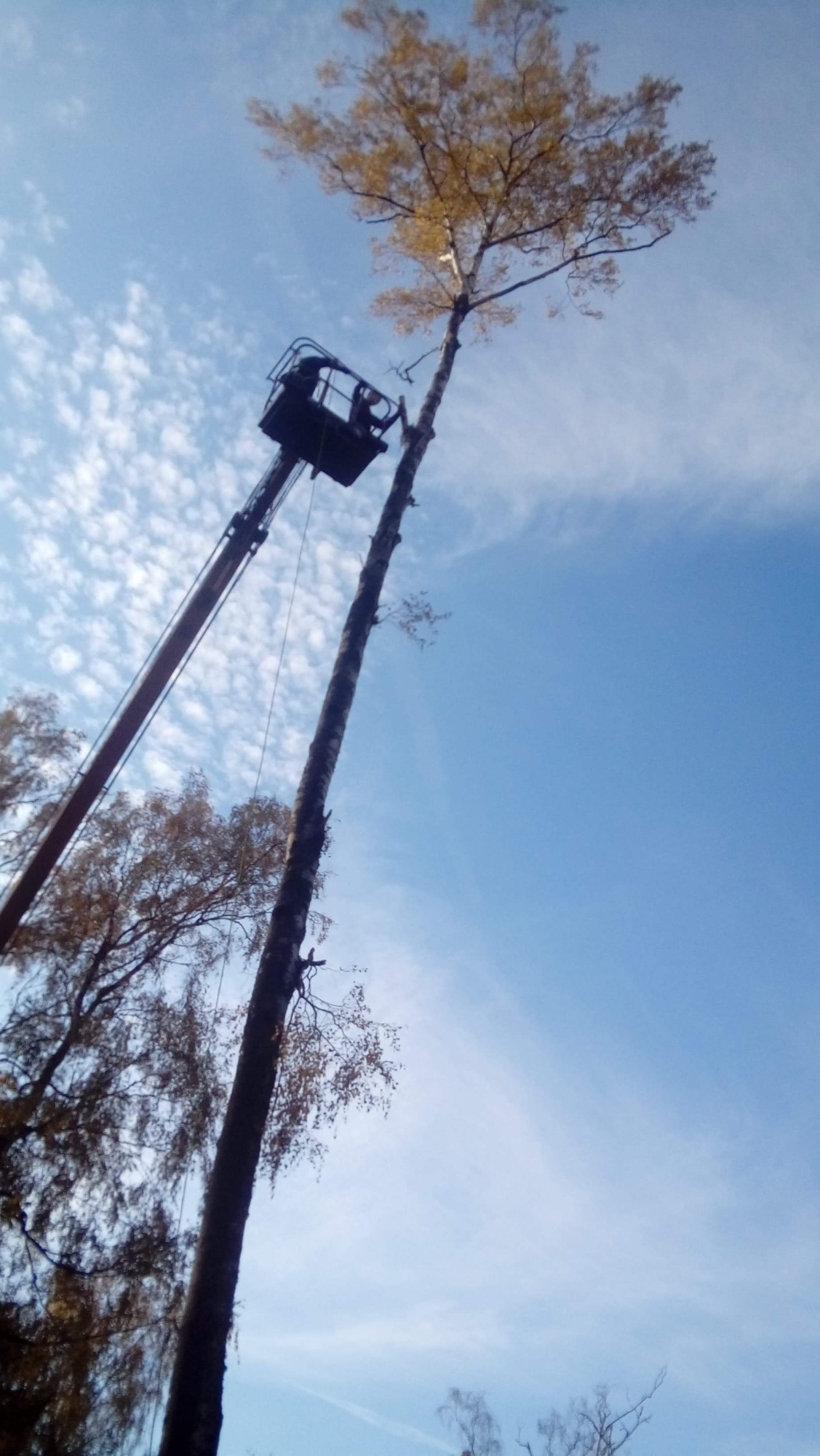 Wysoka brzoza częściowo ogołocona z gałęzi w Zelowie, z podnośnika koszowego usuwana jest korona drzewa na tle błękitnego nieba.