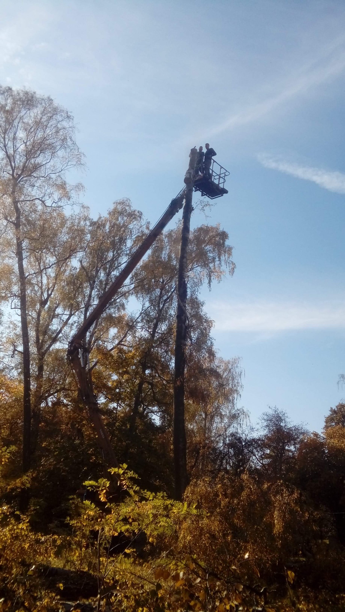 Dwóch mężczyzn w koszu podnośnika na tle jesiennego lasu i błękitnego nieba, podczas prac związanych z wycinką drzewa.