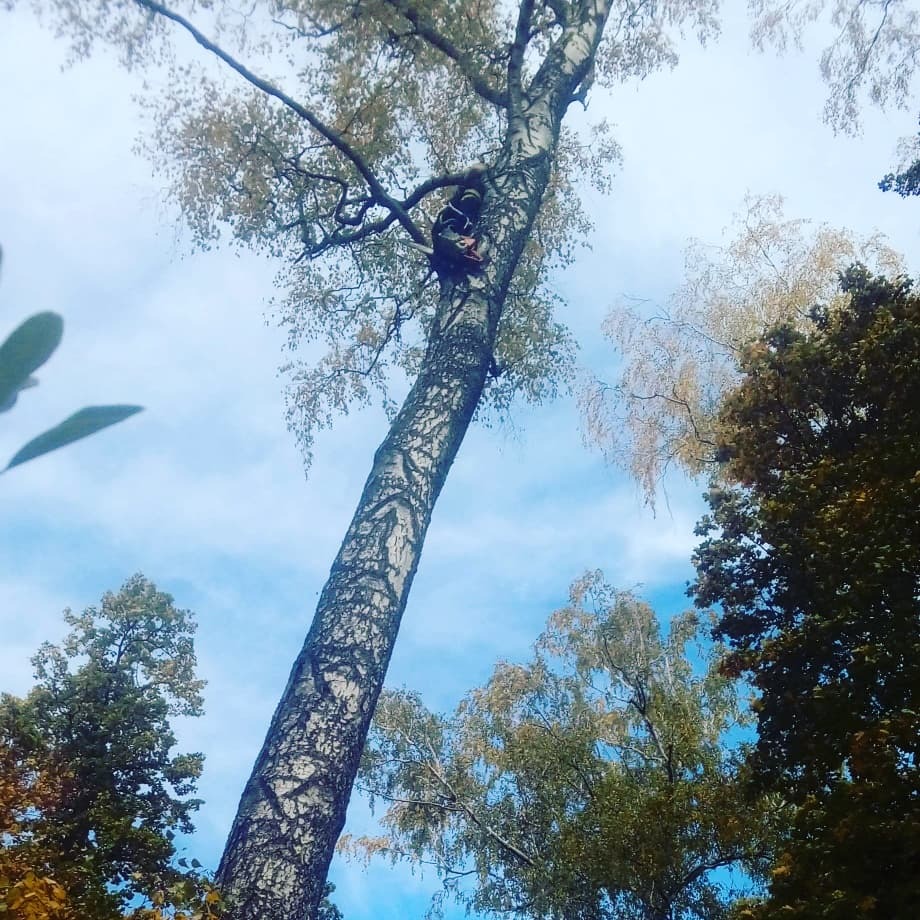 Pracownik w uprzęży, wysoko na brzozie, przygotowuje się do cięcia gałęzi, widok z dołu na tle błękitnego nieba.