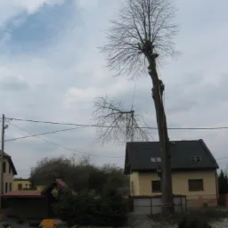 Arborysta w uprzęży, przywiązany liną do wysokiego, ogołoconego z liści drzewa podczas jego częściowej wycinki na tle domu jednorodzinnego i pochmurnego nieba.