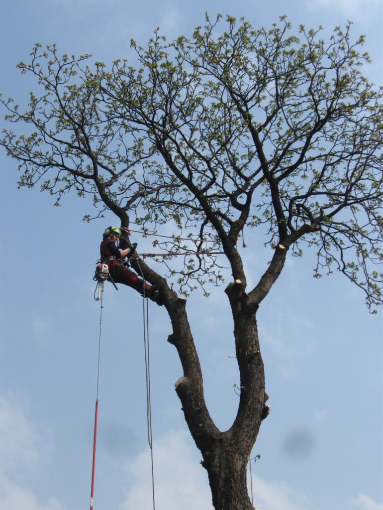 Arborysta na wysokości, zabezpieczony linami, przycina gałęzie drzewa piłą spalinową na tle błękitnego nieba.