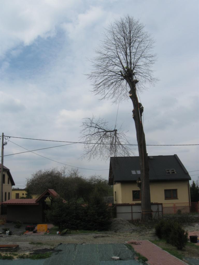 Arborysta w uprzęży, przywiązany liną do wysokiego, ogołoconego z liści drzewa podczas jego częściowej wycinki na tle domu jednorodzinnego i pochmurnego nieba.