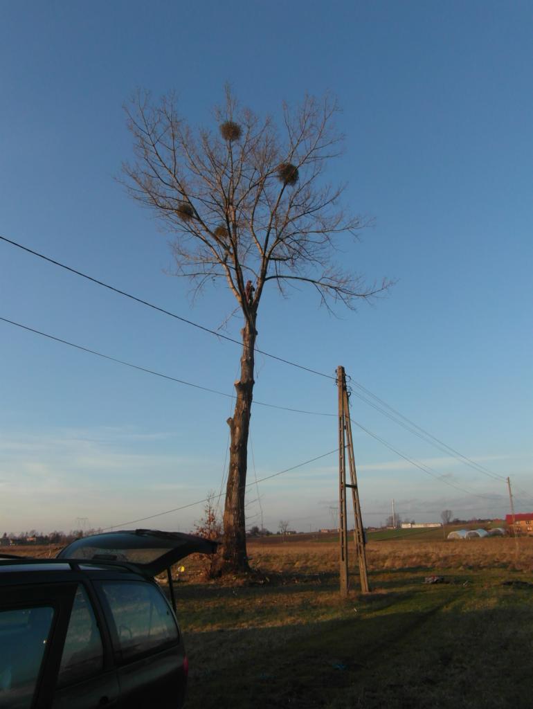 Wysokie drzewo z obciętymi gałęziami i kulami jemioły na tle błękitnego nieba i krajobrazu polnego, obok słup elektryczny i zaparkowany samochód z otwartym bagażnikiem.